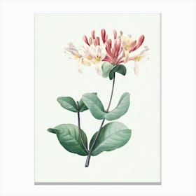 Honeysuckle, Pierre Joseph Redoute 1 Canvas Print