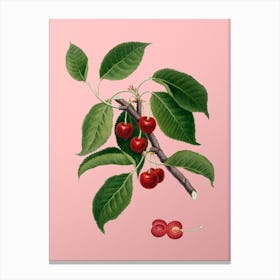 Vintage Sour Cherry Botanical on Soft Pink n.0726 Canvas Print