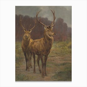 Vintage Stag And Deer 1 Canvas Print