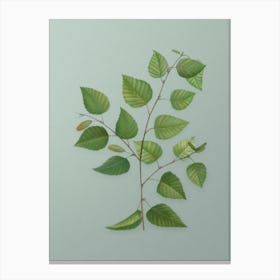 Vintage Paper Birch Botanical Art on Mint Green n.0492 Canvas Print