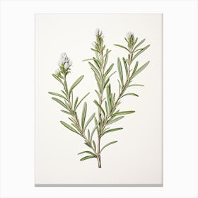 Rosemary Vintage Botanical Herbs 3 Canvas Print