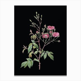 Vintage Pink Noisette Roses Botanical Illustration on Solid Black n.0962 Canvas Print