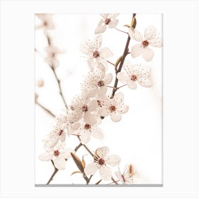 White Cherry Blossoms Canvas Print