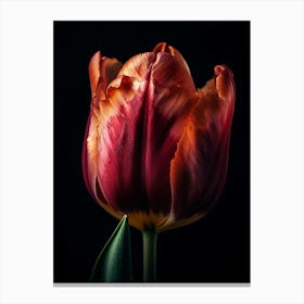 Tulip 1 Canvas Print