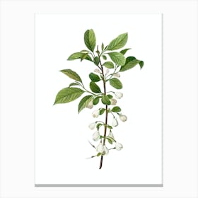 Vintage Mountain Silverbell Botanical Illustration on Pure White Canvas Print
