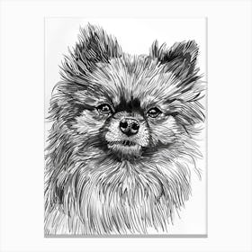 Pomeranian Line Sketch 3 Canvas Print