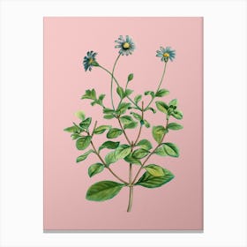 Vintage Blue Marguerite Plant Botanical on Soft Pink n.0481 Canvas Print