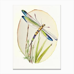 Banded Pennant Dragonfly Watercolour Ink Pencil 2 Canvas Print