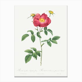 Stapelia French Rose Variety, Pierre Joseph Redoute Canvas Print