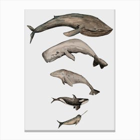 Whales Size Order Sealife Illustration 1 Canvas Print