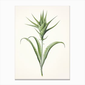 Aloe Vera Vintage Botanical Herbs 1 Canvas Print