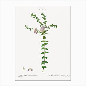 Heart Leaved Polygala, Pierre Joseph Redoute Canvas Print