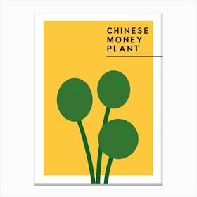 Chinese Money Plant Canvas Print