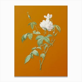 Vintage White Bengal Rose Botanical on Sunset Orange n.0401 Canvas Print