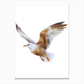 Seagull In Flight.4 Canvas Print