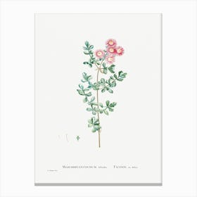 Mesembryanthemum Deltoides, Pierre Joseph Redoute Canvas Print