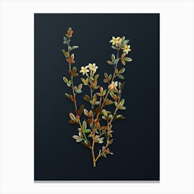 Vintage Yellow Jasmine Flowers Botanical Watercolor Illustration on Dark Teal Blue n.0155 Canvas Print