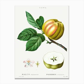 Apple, Malus Communis, Pierre Joseph Redoute 2 Canvas Print