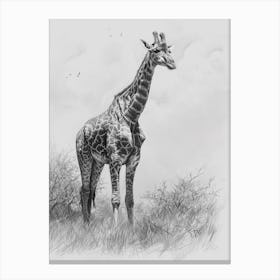 Giraffe In The Grass Pencil Drawing 1 Canvas Print
