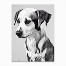 Irish Red And White Setter B&W Pencil dog Canvas Print