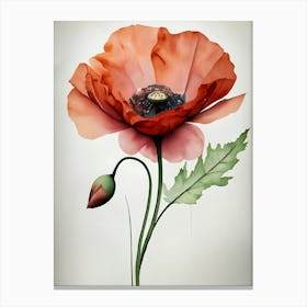 Poppy Flower 1 Canvas Print