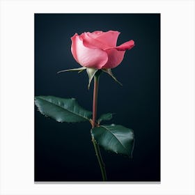 Pink Rose Isolated On Black Background 9 Canvas Print