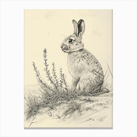 Himalayan Rabbit Drawing 4 Canvas Print