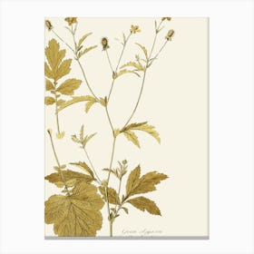 Sassafras 12 Canvas Print