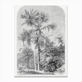 Vintage Palm Tree Art Print _2643186 Canvas Print