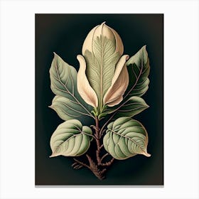 Magnolia Leaf Vintage Botanical 2 Canvas Print