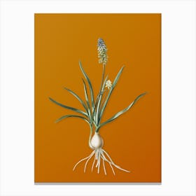 Vintage Muscari Ambrosiacum Botanical on Sunset Orange n.0919 Canvas Print