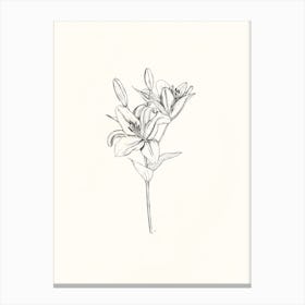 Lily Ink Drawing Canvas Print