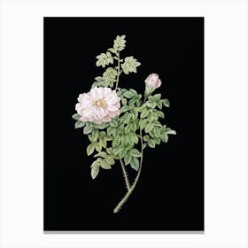 Vintage Ventenat's Rose Botanical Illustration on Solid Black n.0482 Canvas Print