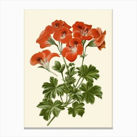 Geraniums 6 Canvas Print