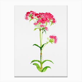 Turkish carnation Watercolor Artwork Canvas Print