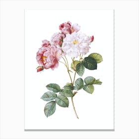 Vintage Pink Damask Rose Botanical Illustration on Pure White n.0882 Canvas Print