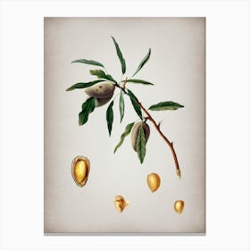 Vintage Almond Botanical on Parchment n.0840 Canvas Print