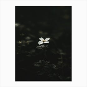 White Flower In The Dark 36 Canvas Print