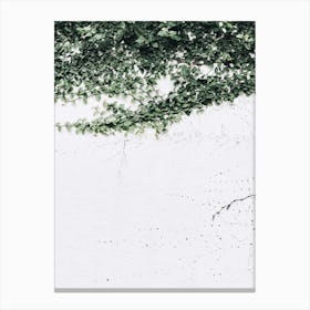 Ivy On Wall Canvas Print
