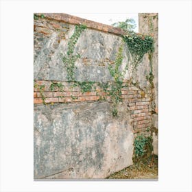 Ivy Growing On A Wall in Ireland  Canvas Print