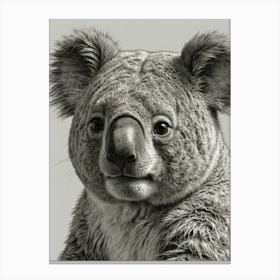 Koala Bear 6 Canvas Print