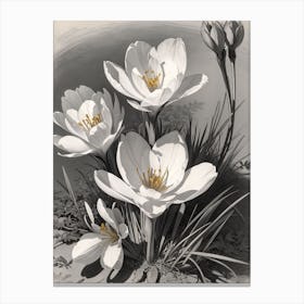 Crocus Print  Canvas Print