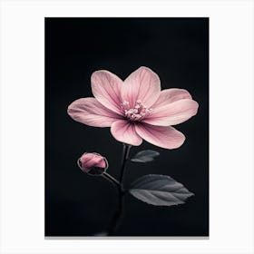 Pink Flower On Black Background 12 Canvas Print