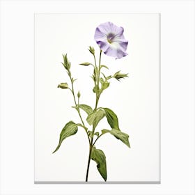 Pressed Wildflower Botanical Art Wild Petunia 1 Canvas Print