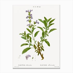 Garden Sage, Pierre Joseph Redoute Canvas Print