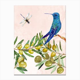 Hummingbird On Olive Branch Canvas Print