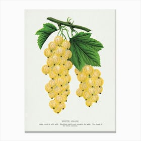 Vintage Botanical Art Print _2697913 Canvas Print