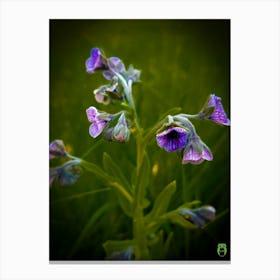 Cynogolossum Creticum Miller 20180504 5pub Canvas Print