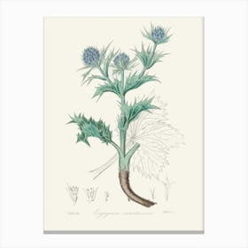 Vintage Botanical John Stephenson and James Morss Churchill Art Print _2731692 Canvas Print