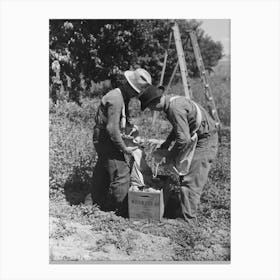 Untitled Photo, Possibly Related To Fruit Pickers Emptying Sacks Of Peaches Into A Crate, Delta County, Colorado By Canvas Print